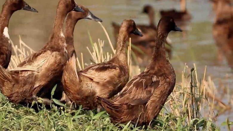 кадр из фильма Duck Academy