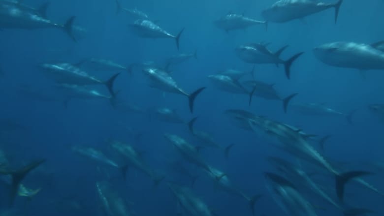 кадр из фильма Superfish: Bluefin Tuna
