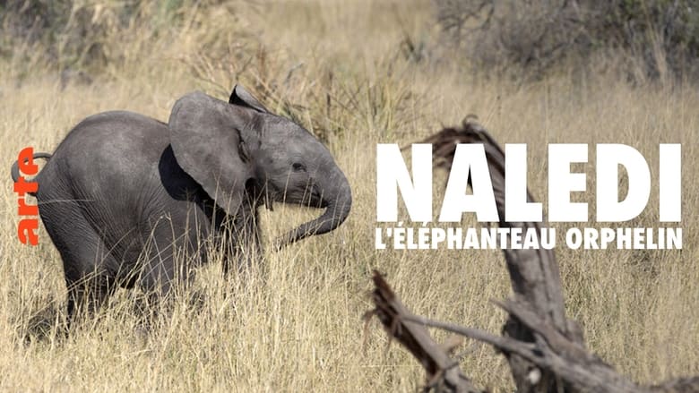 кадр из фильма Naledi: A Baby Elephant's Tale