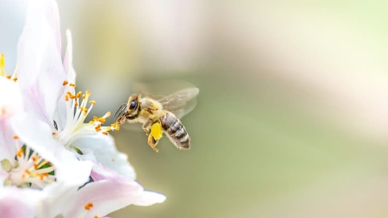 кадр из фильма Les abeilles, sentinelles de la planète