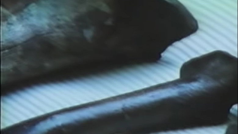 кадр из фильма The Real Jurassic Park