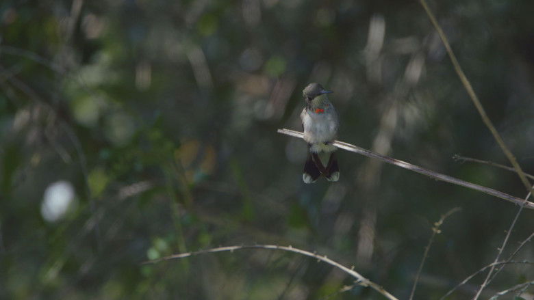 кадр из фильма Birders