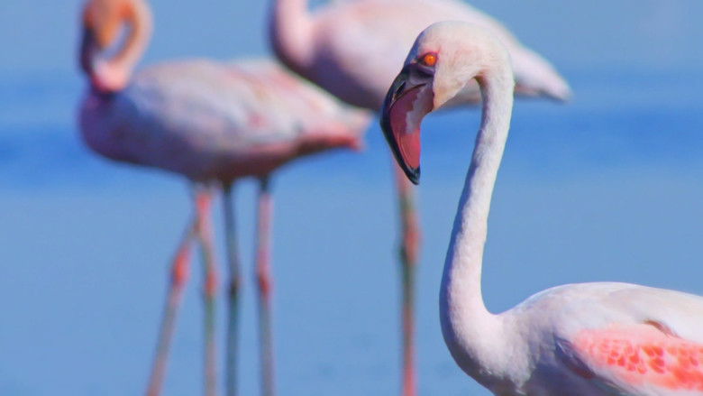 кадр из фильма Weird, Wild, and Wonderful