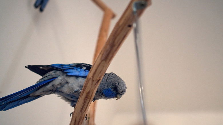 кадр из фильма Dobrák od kostky