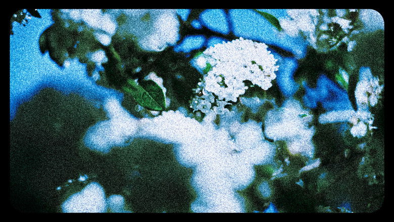 кадр из фильма Flores (III)