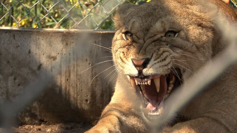 кадр из фильма The Elephant in the Living Room