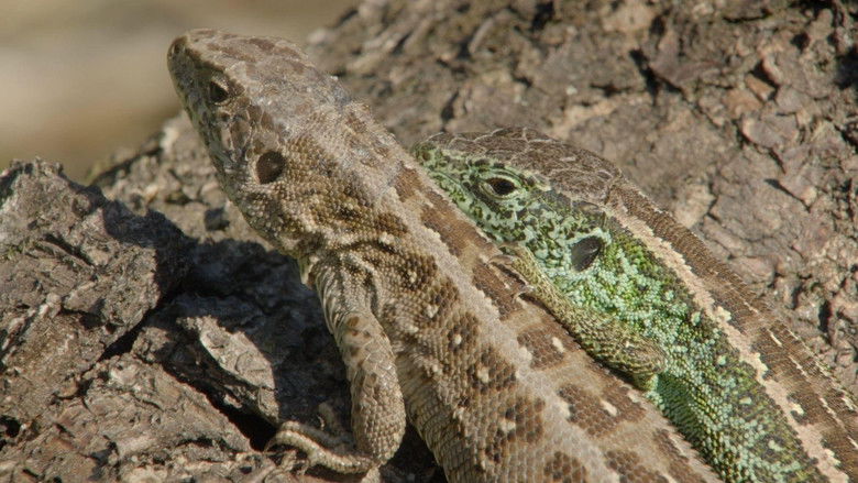 кадр из фильма Räuber in Westfalen - Neues Leben in Panzerspuren