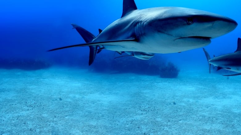 кадр из фильма Суперспособности акул