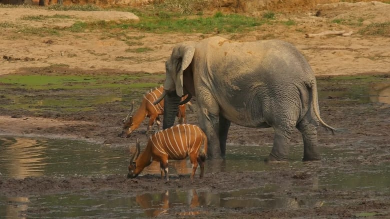 кадр из фильма L' éléphant de forêt après l'éden