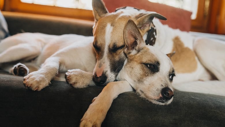 кадр из фильма Гампи. Собачья жизнь