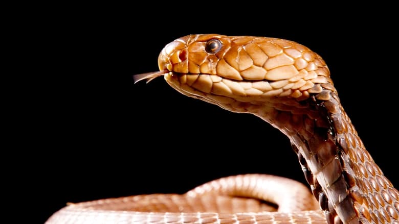 кадр из фильма Cobra Mafia