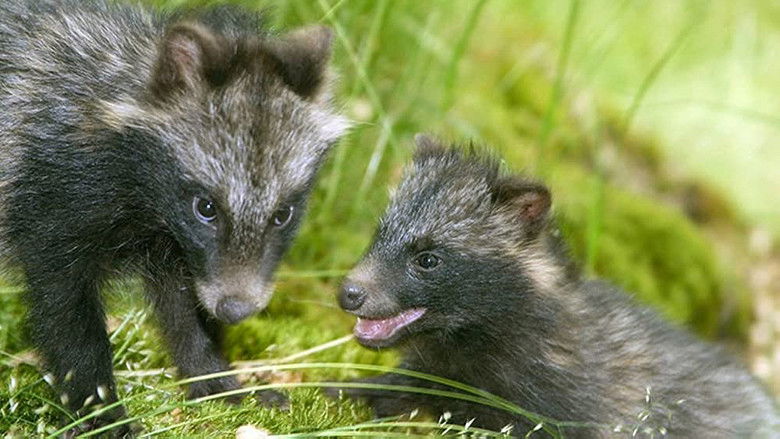 кадр из фильма Ostseeparadies Rügen