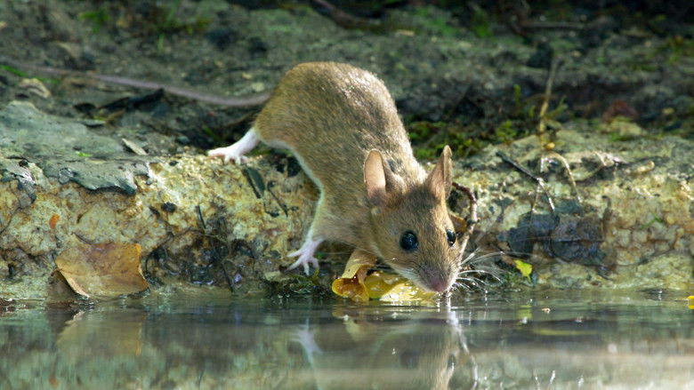 кадр из фильма Le Chêne