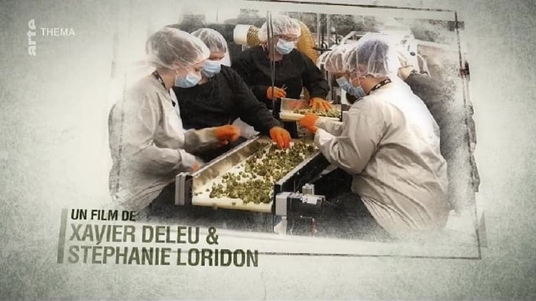 кадр из фильма Cannabis : quand le deal est légal