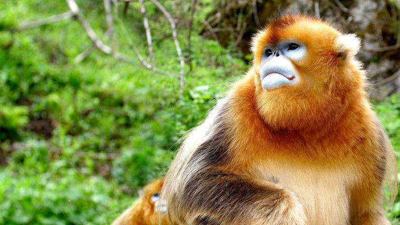 кадр из фильма The Hidden Kingdoms of China