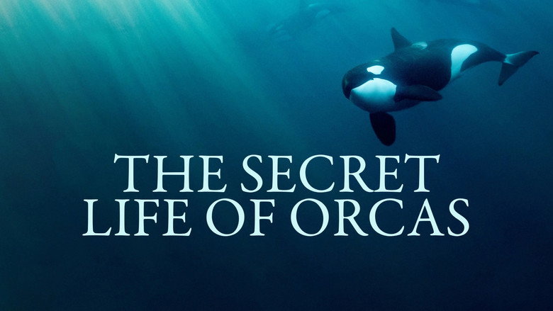 кадр из фильма Orcas - Life in Black and White
