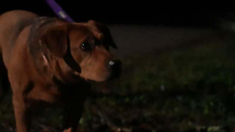 кадр из фильма Night Walk