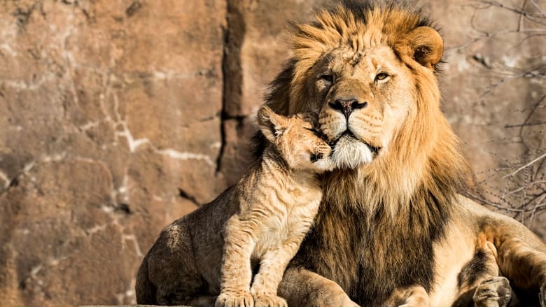 кадр из фильма Львиная династия