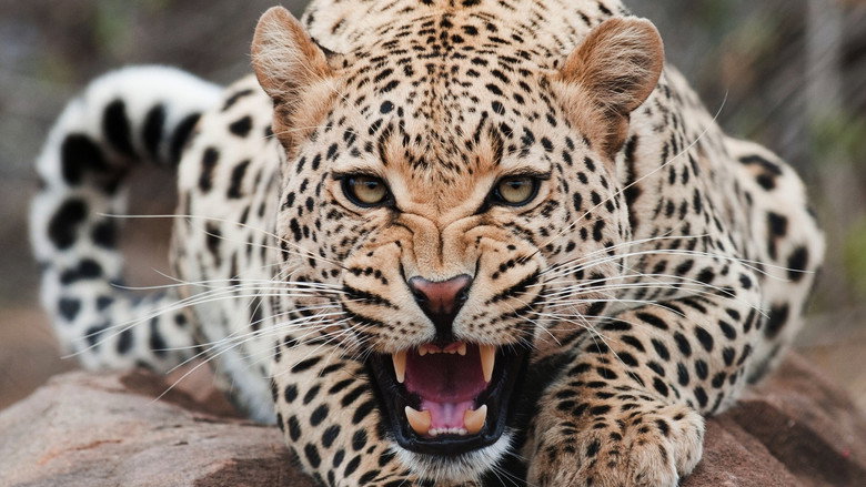 кадр из фильма The End of the Big Cats