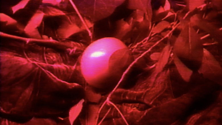 кадр из фильма La ventana indiscreta