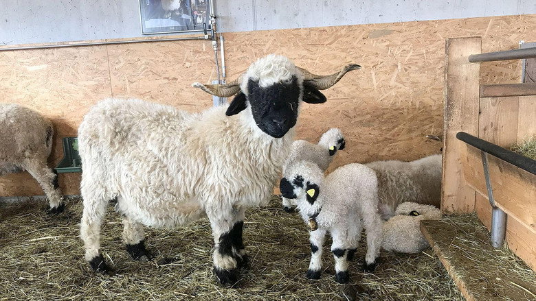 кадр из фильма Das schönste Schaf im Wallis