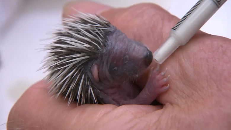 кадр из фильма Year of the Hedgehog