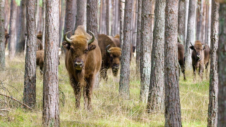 кадр из фильма Poland's Wild East