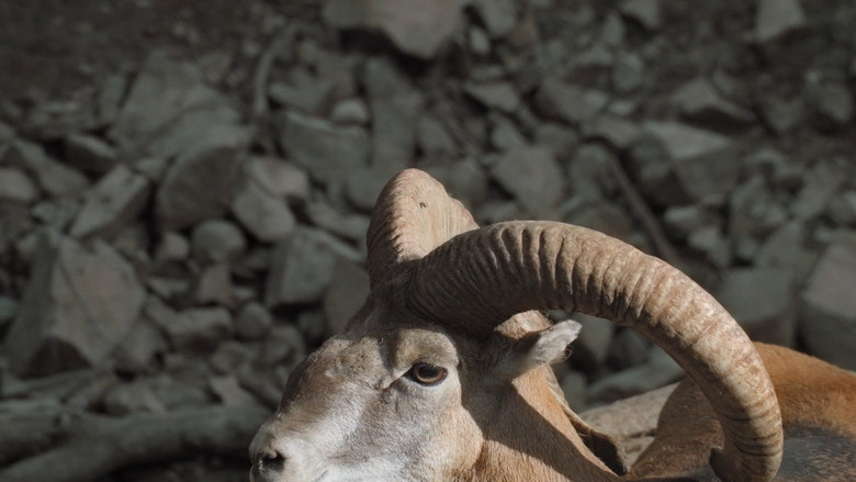 кадр из фильма Αέναα Κύματα