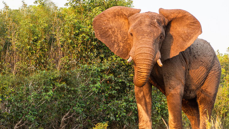 кадр из фильма Victoria Falls: Africa's Garden of Eden