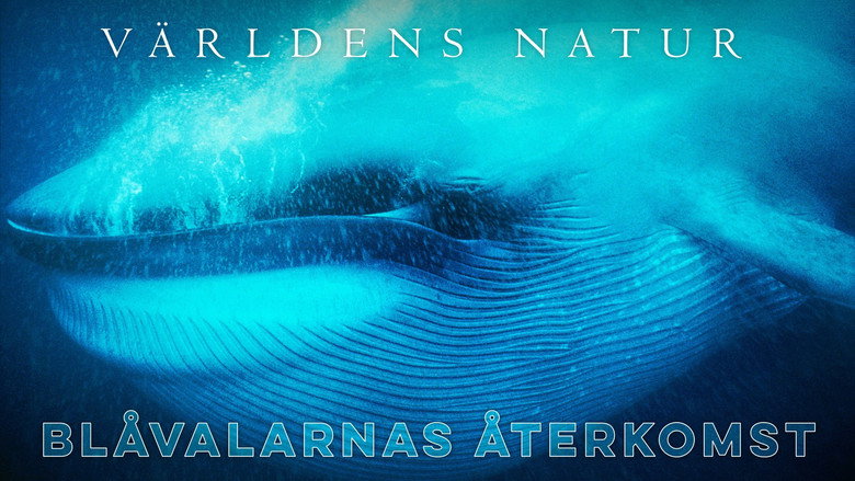 кадр из фильма Blue Whales: Return of the Giants