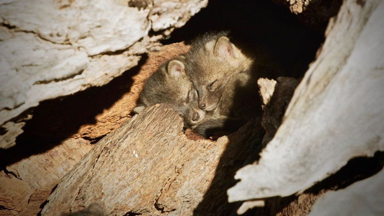 кадр из фильма Back from the Brink: Saved from Extinction