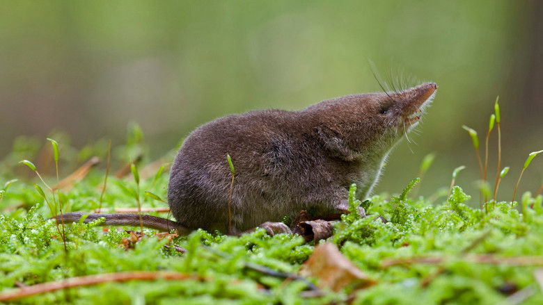 кадр из фильма Звери в миниатюре