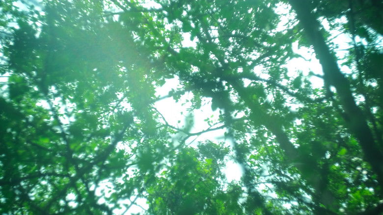 кадр из фильма Far From the Grove