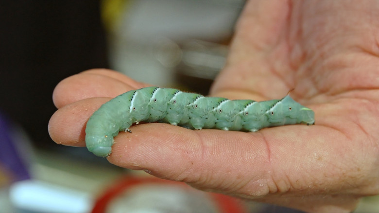 кадр из фильма The Extraordinary Caterpillar