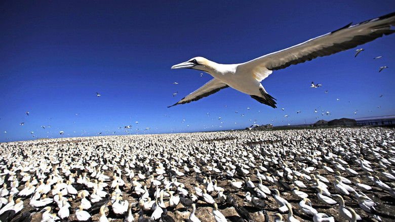 кадр из фильма Earthflight