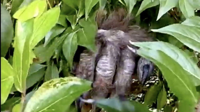 кадр из фильма Becoming a Werewolf