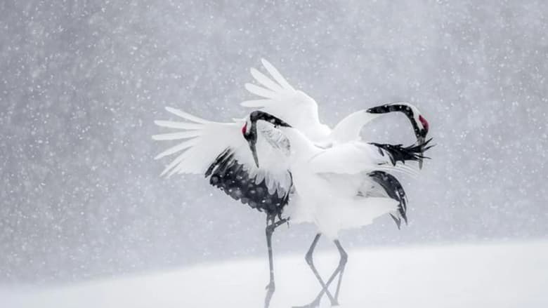 кадр из фильма Vincent Munier, éternel émerveillé