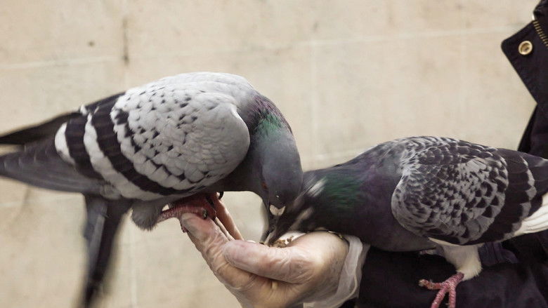 кадр из фильма Le pigeon