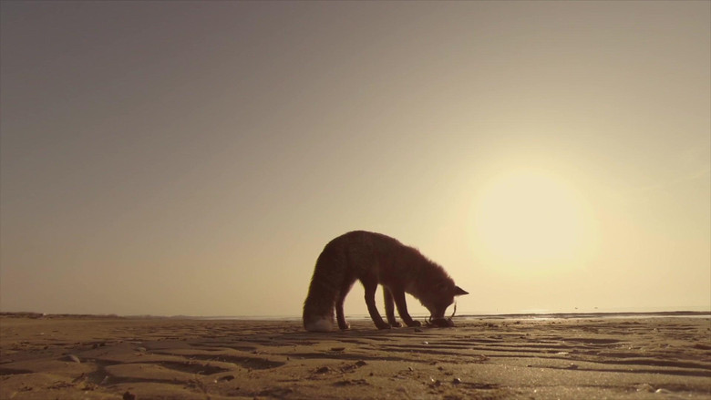 кадр из фильма Wild Venice