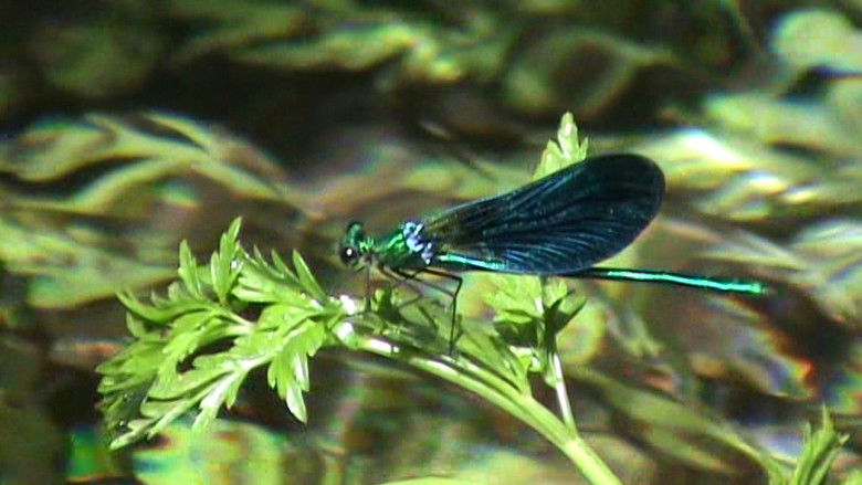 кадр из фильма Hysteria