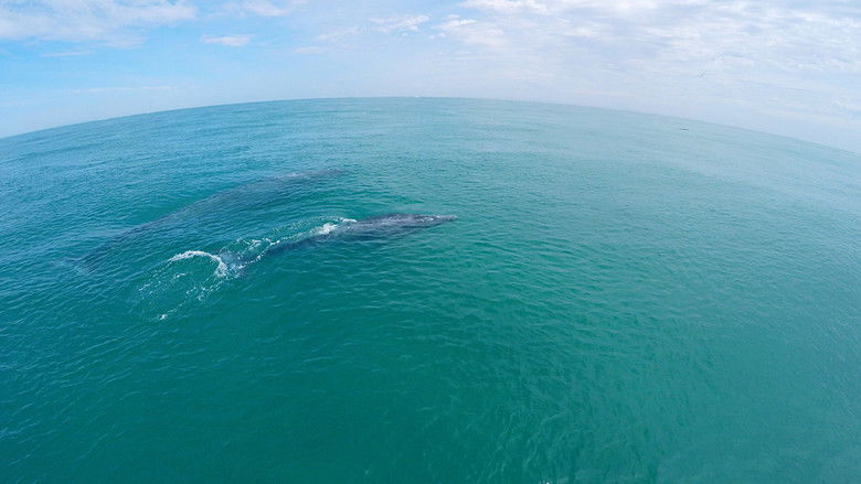 кадр из фильма Der wilde Pazifik - Die Schönheit des Lebens