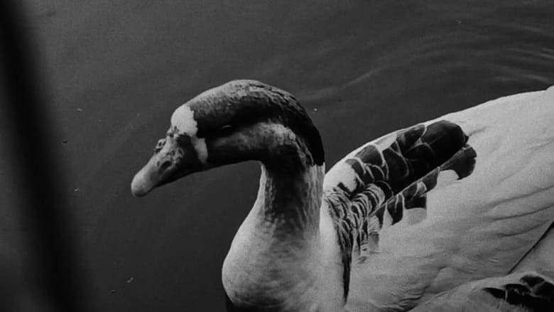 кадр из фильма “Quack”
