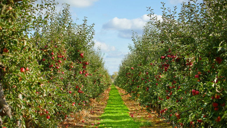 кадр из фильма The Apple