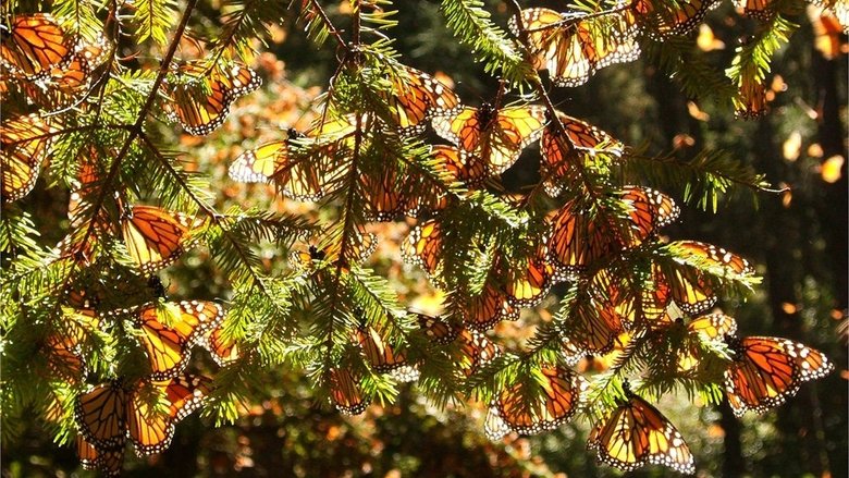 кадр из фильма Four Wings and a Prayer