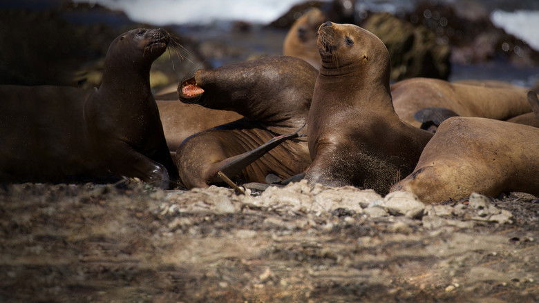 кадр из фильма South America Untamed