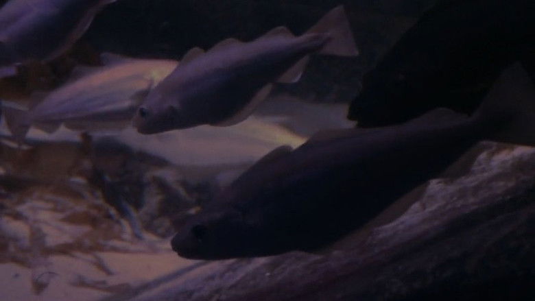 кадр из фильма Will Wants To Be A Giant Octopus