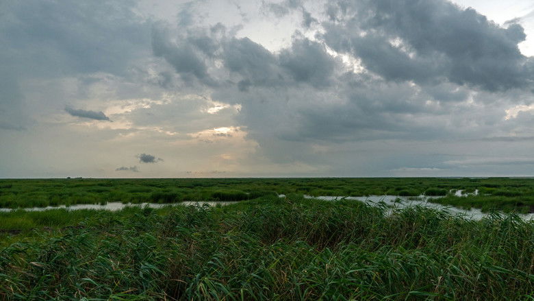 кадр из фильма Last of the Shrimpers