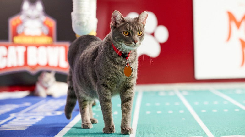 кадр из фильма Hallmark Channel's 1st Annual Cat Bowl