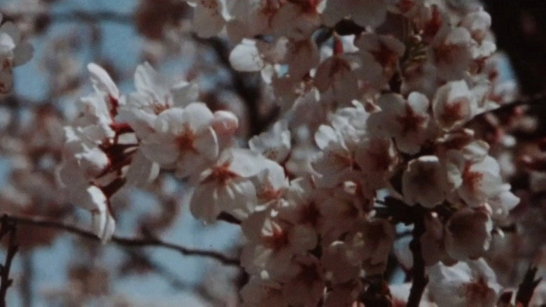 кадр из фильма Sakura, Sakura