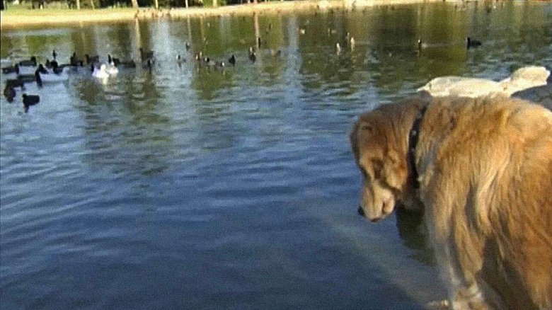 кадр из фильма Love on a Leash